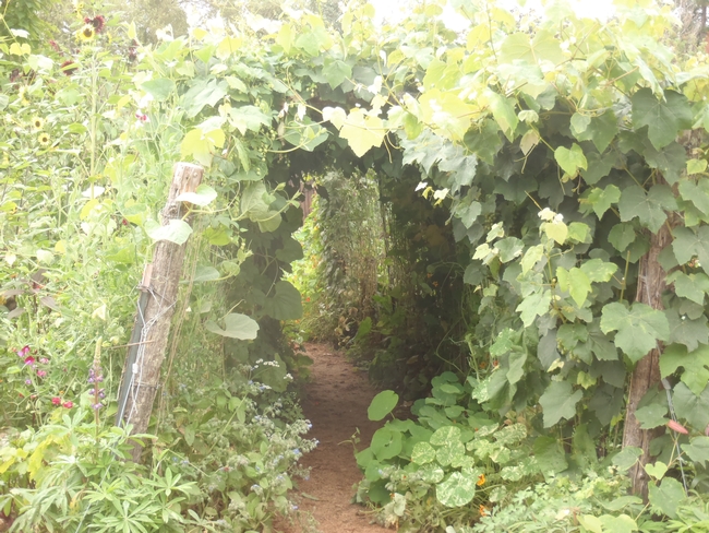Grapevines above and nasturtiums below-enter at your own delight.