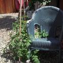 Volunteer tomato with chair. (photos by Launa Herrmann)