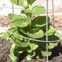 Malabar spinach. (photos by Betty Homer)