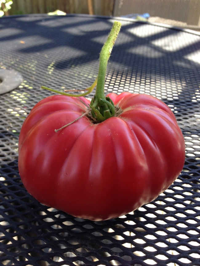 Surprise tomato. (photos by Erin Mahaney)