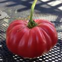 Surprise tomato. (photos by Erin Mahaney)