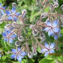 Star-shaped flowers turn pink as they age. (photos by Susan Croissant)