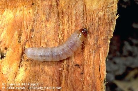 Peach tree borer larva (photo UC IPM online)