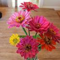 Zinnia elegans. (photos by Bud Veliquette)