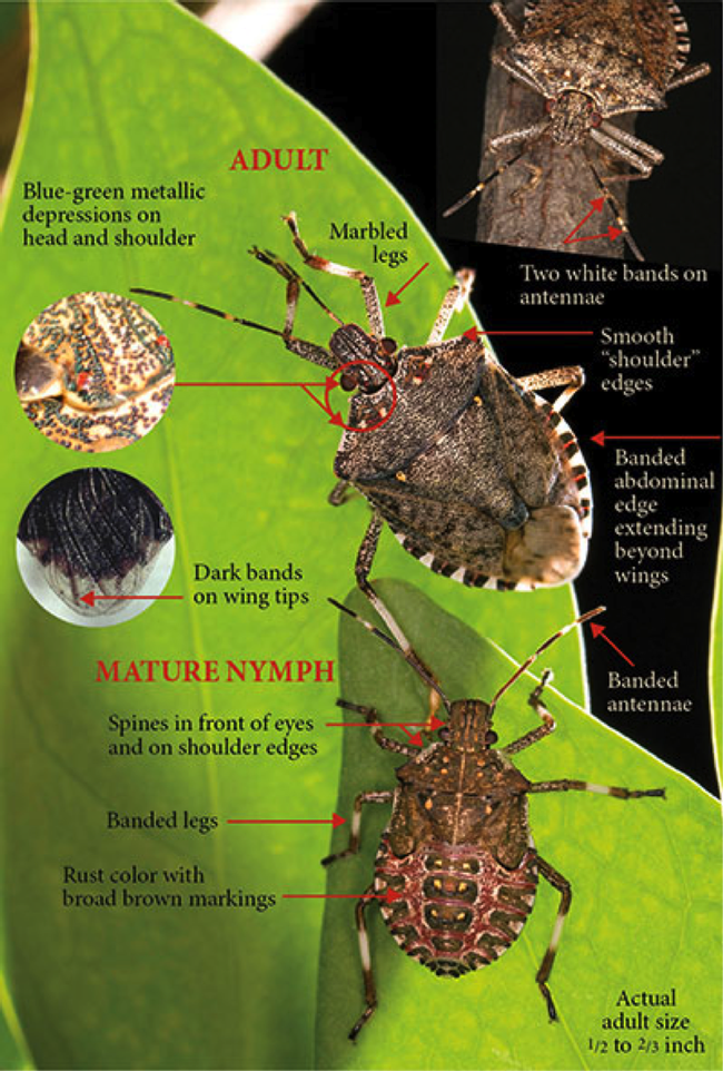 Identifying marks of the BMSB from the UC IPM website