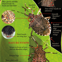 Identifying marks of the BMSB from the UC IPM website