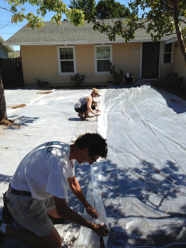 Laying out plastic to solarize the soil. (photo by Marian Chmieleski)