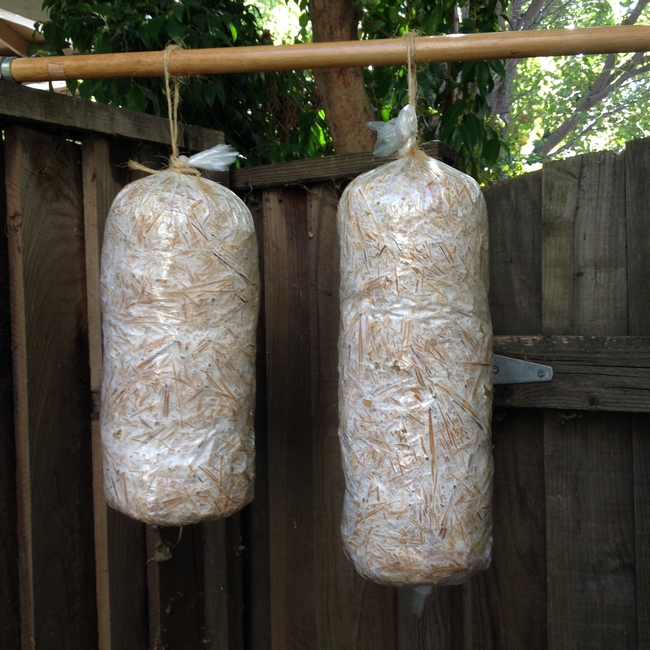 Mushroom logs hung outside after being indoors for 2 weeks.