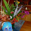 A neighbor’s fall bouquet shows off what’s blooming in his yard right now: Bougainvillea, salvias, gaura and more. (Photo by Kathy Thomas-Rico)