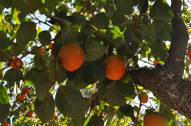 Beautiful orange persimmon ornaments. (photo by Rich Zimmerman)