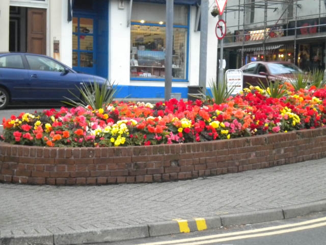Begonias in a multitude of colors.