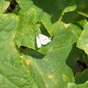 Female Cabbage Butterfly (Pieris rapae). (photos by Libbey McKendry)