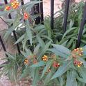 Asclepias curassavica growing happily. (Photo by Teresa Lavell)