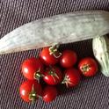 Final yield of cucumbers and tomatoes. (photo by JoEllen Myslik)