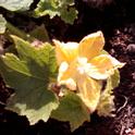 Winter melon blossom. (photos by Kathy Low)