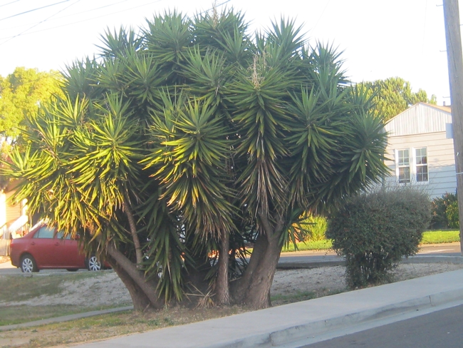 Multi-trunked yucca. (photos by Susan Croissant)