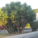 Multi-trunked yucca. (photos by Susan Croissant)