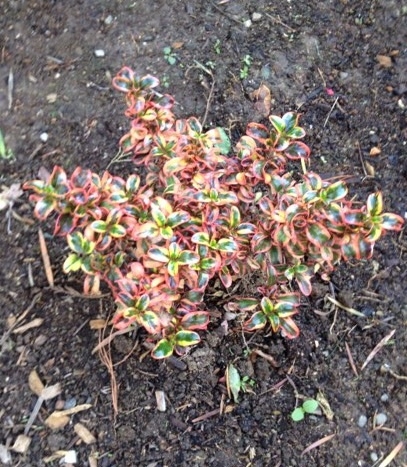 'Tequila Sunrise' coprosma. (Photo by Trisha Rose)