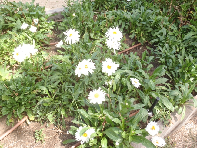 The Shasta Daisy - one of the most enduring and famous plants developed by Mr. Burbank.