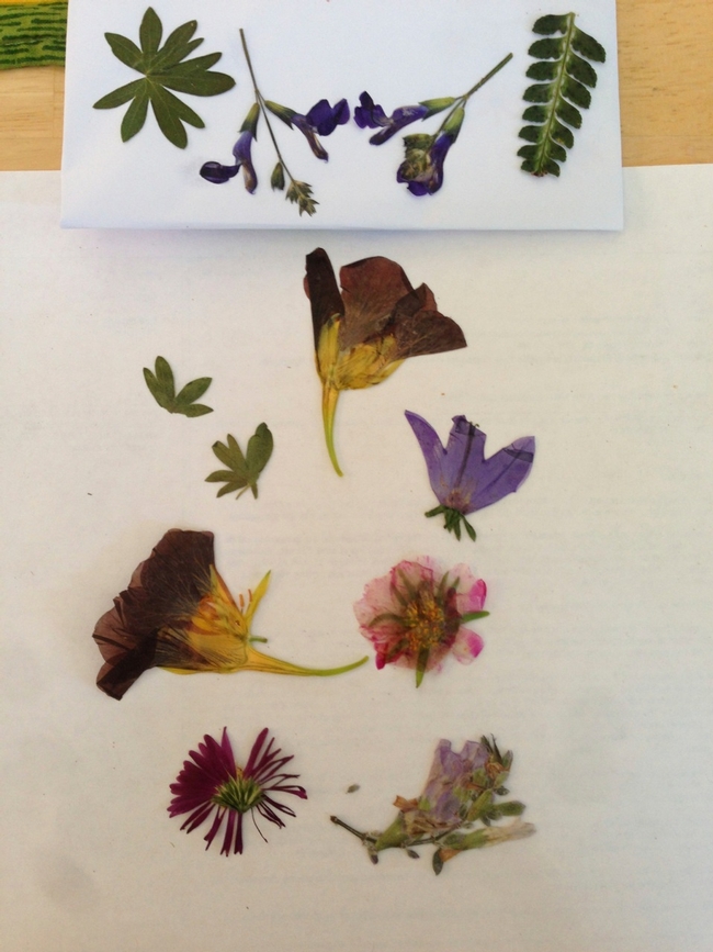 Pressed flowers. (photo by Erin Mahaney)