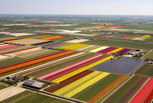 Tulip fields. Photo courtesy of style-files.com