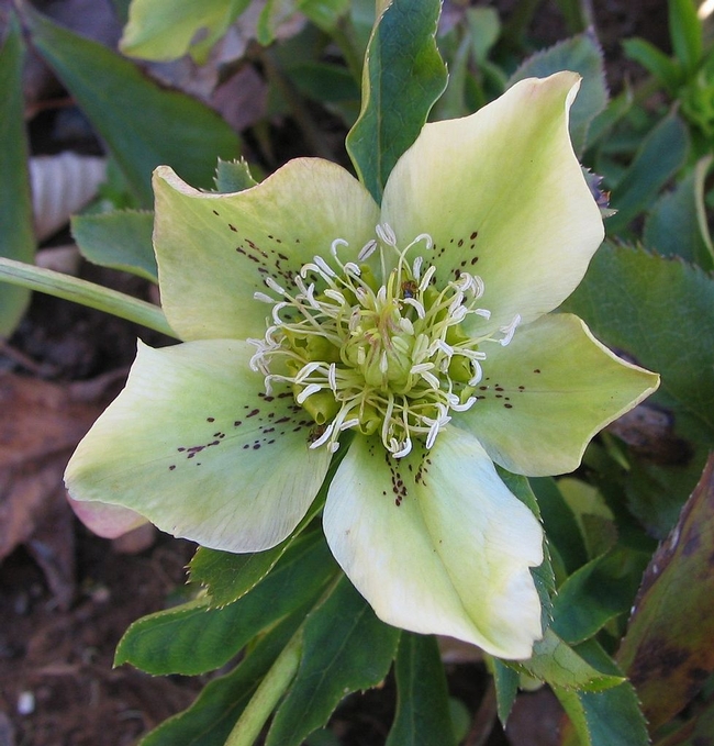 Whitish-green hellebore. (photos from Wikipedia.com)