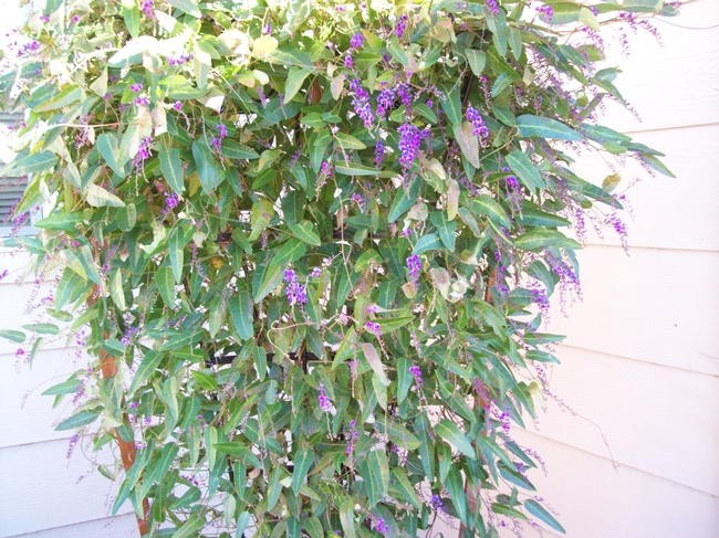 hardenbergia plant