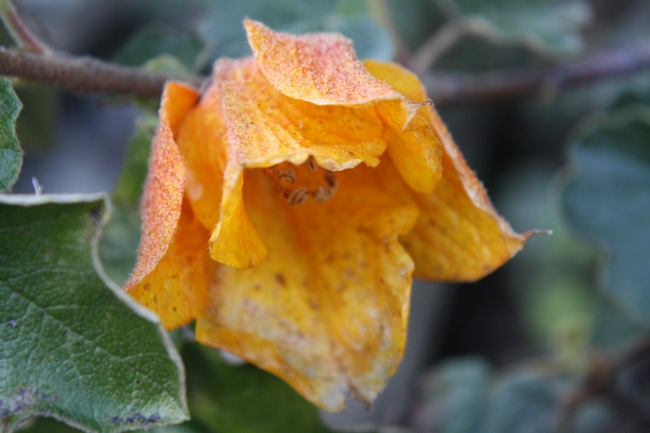 California Flannel Bush. (photos by Jennifer Baumbach)