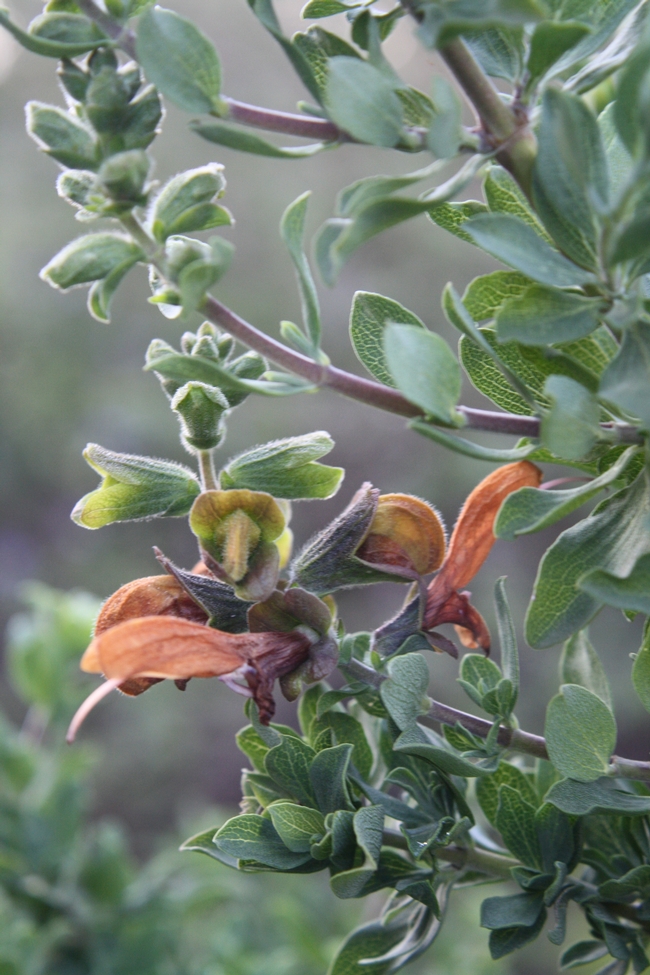 Salvia african-lutea.