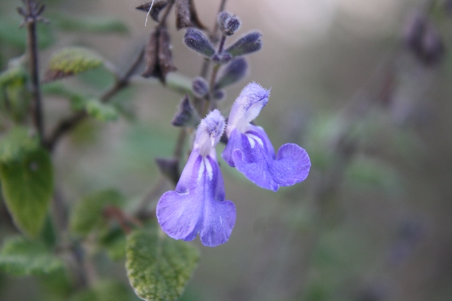 Salvia melissodora.