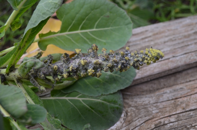Aphids covering Romanesco broccoli. (photos by Erin Mahaney)