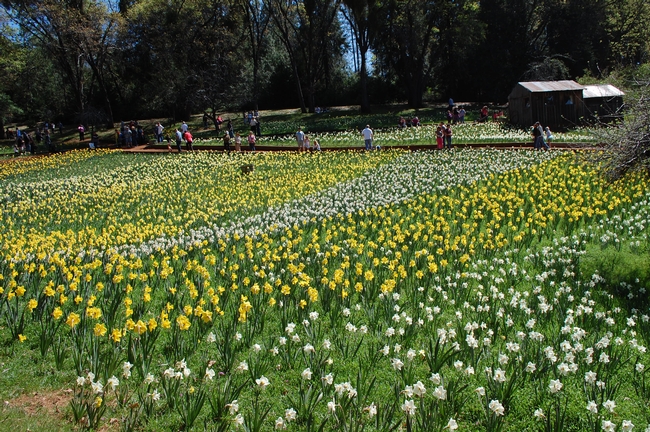 Daffodils and daffodils. (photos by Libbey McKendry)