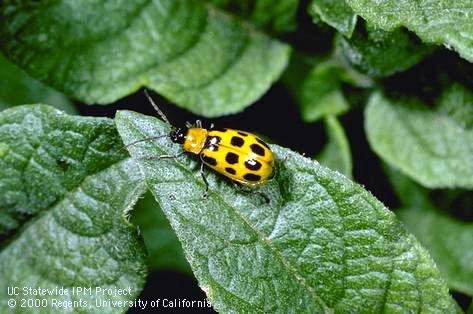 Western Spotted Cucumber Beetle.