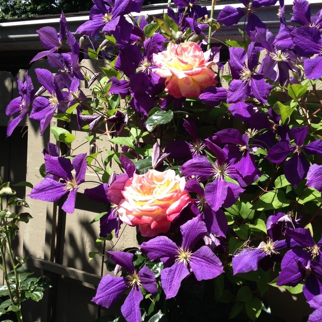 clematis and rose ktr