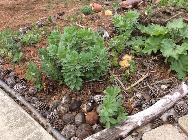 Favas in the flower bed before it rained. (Photos by Tina Saravia)