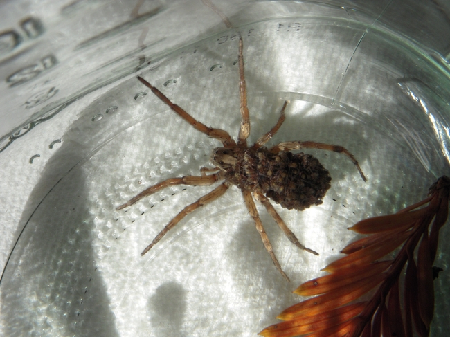 Size comparison - wolf spider and redwood needles.