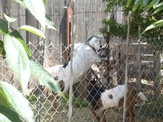 Goats.