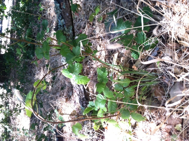 Poison Oak. (Photo by Diana Bryggman)