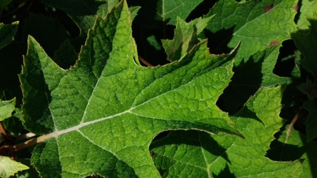 Oak leaf hydrangea. (photo by Jennifer Dodini)