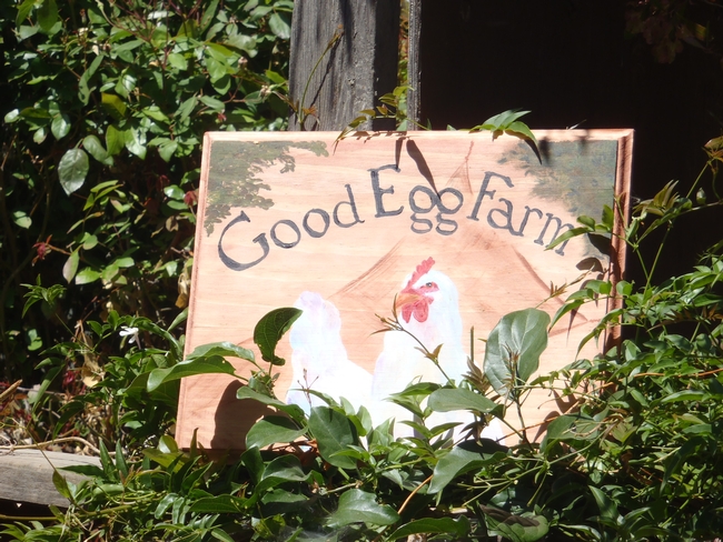 Good Egg Farm-Vallejo. (photos by Betty Homer)