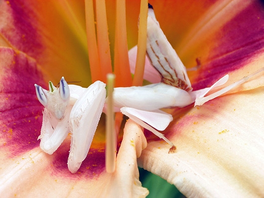 Orchid mantis (http://www.tropical-plants-flowers-and-decor.com/orchid-mantis.html)