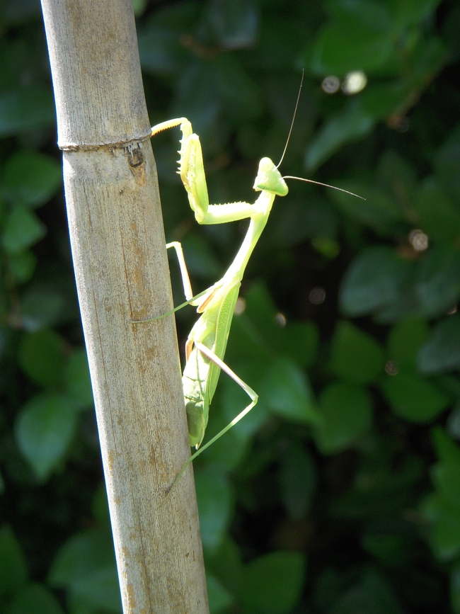 Preying mantis on stake in my garden. (photo by Launa Herrmann)