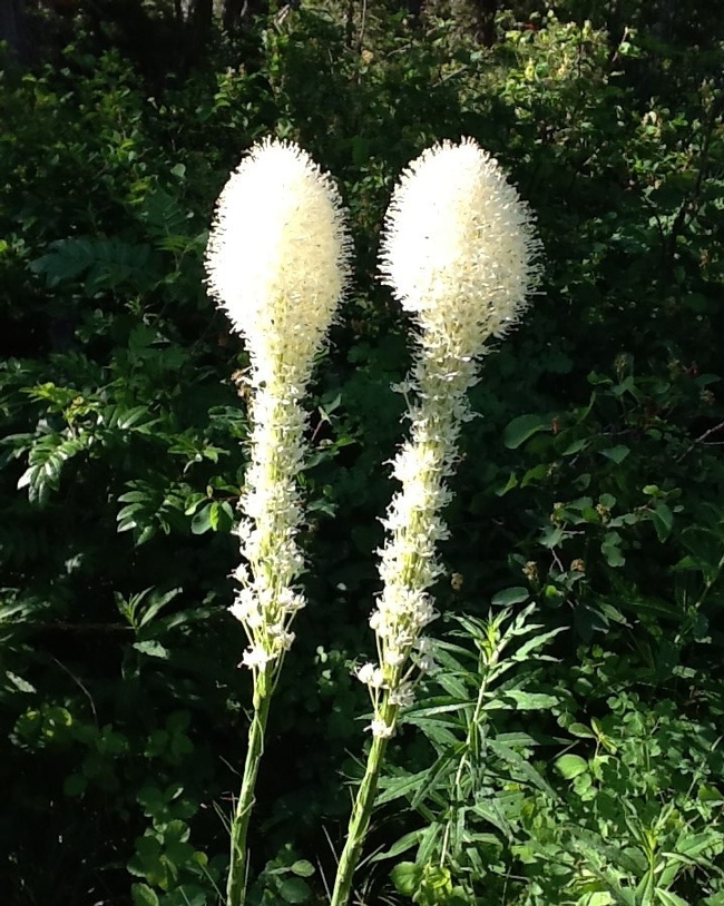 Beargrass.