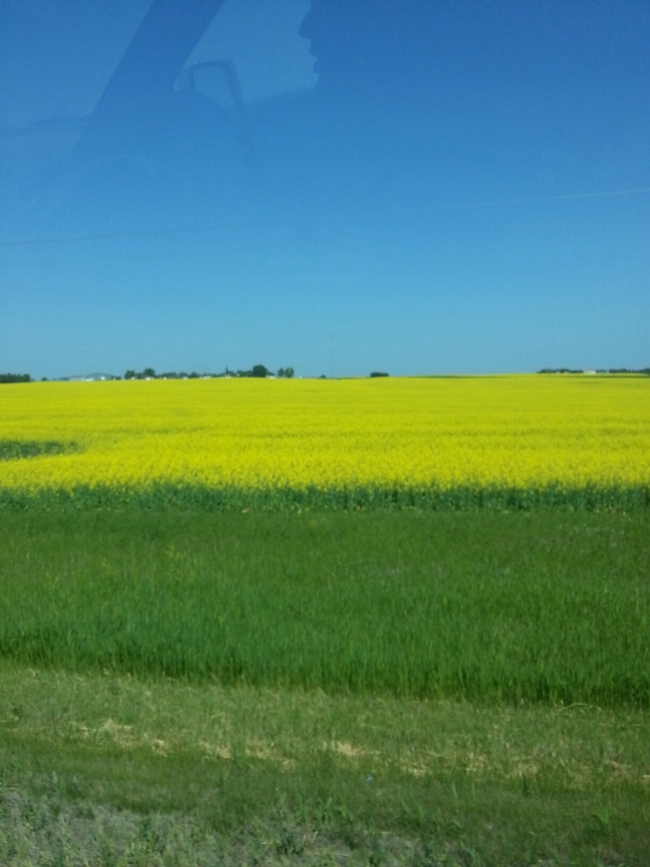 Canola growing in Canada. (photos by Cheryl Potts)