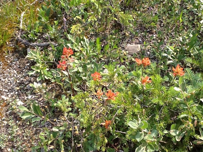 Indian paintbrush