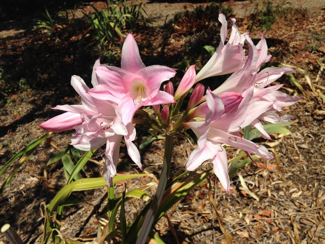 Gorgeous naked ladies. (photo by Lowell Cooper)