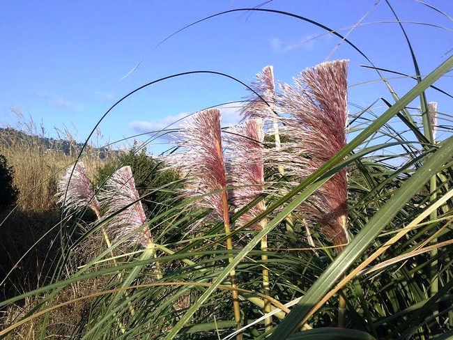 Pampas (close-up). (photo by JoEllen Myslik)