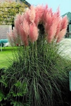 Pink Pampas. (photo from Amazon.com)