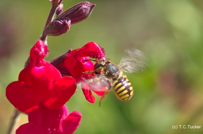 Carder bee. (photo by Thomas C. Tucker)