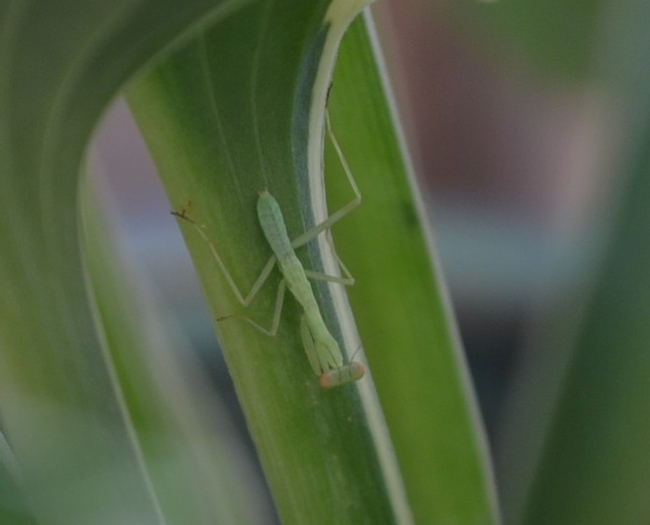 Praying mantis. (photo by Sterling Smith)